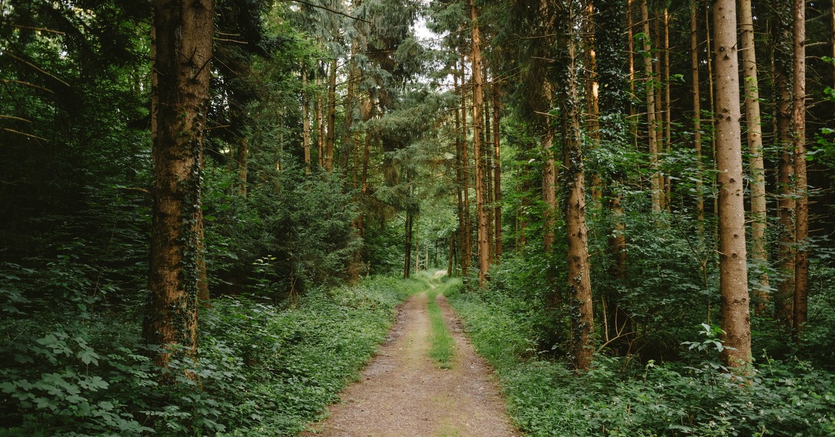 Wynosisz gałązki jodłowe z lasu? Już niedługo możesz trafić do więzienia