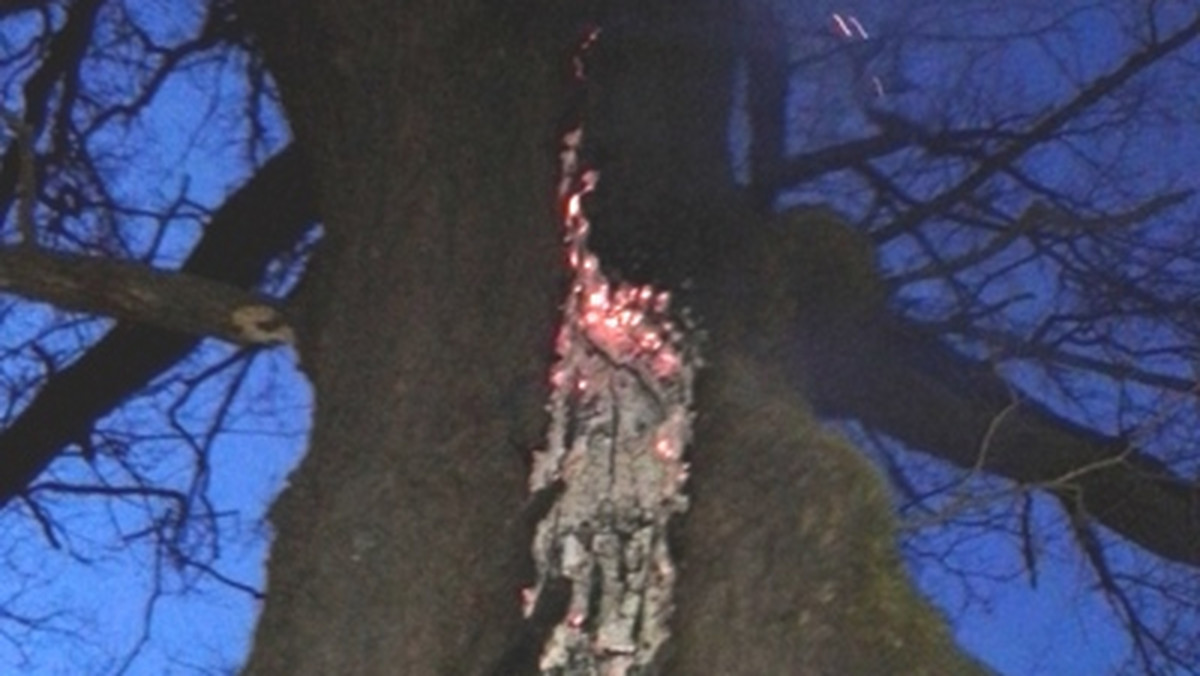 Prawdopodobnie celowo ktoś podpalił stary dąb, który ma status Pomnika Przyrody i który znajduje się pod szczególnym nadzorem Konserwatora Ochrony Przyrody. Strażakom udało się uchronić drzewo od całkowitego spalenia, jednak pożar poczynił bardzo duże szkody i drzewa prawdopodobnie nie da się już uratować.