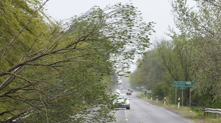 A viharos szélben kidőlt fa akadályozza a forgalmat a 4-es számú főúton, Nyírpazony és Nyírtura között 2020. április 25-én. / Fotó: MTI/Balázs Attila
