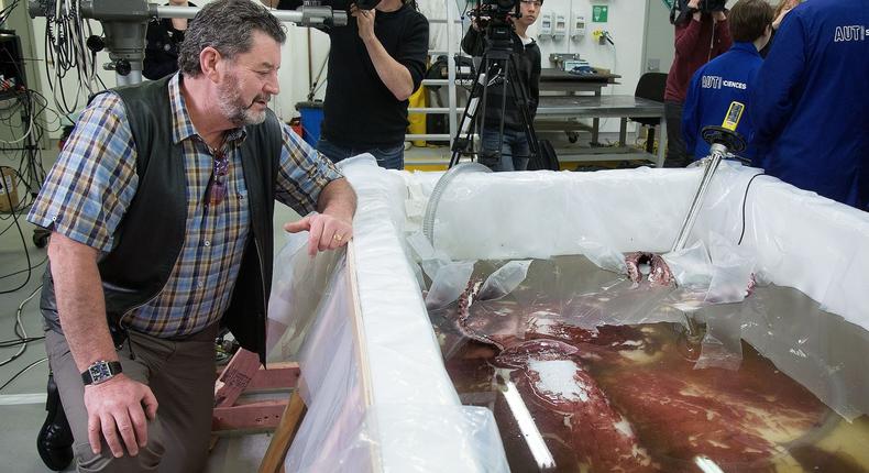 In 2014, a fishing vessel caught a colossal squid, which New Zealand researchers dissected.Marty Melville/AFP via Getty Images