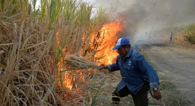 A Mexican farmer in the state of Puebla sets fire to a sugar cane grove before cutting down the scorched stalks for processing