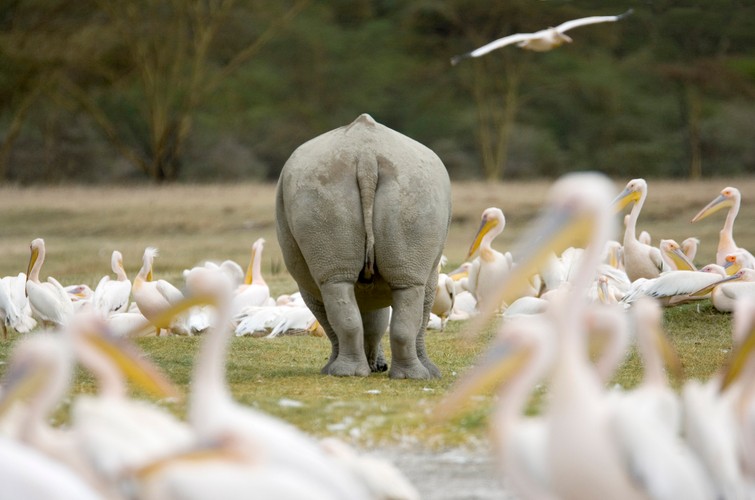 Park narodowy w dolinie Rift. Nosorożec biały spaceruje wśród pelikanów. Nie interesują go wybory prezydenckie