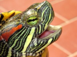 Zamorskie gady zaatakowały Polskę