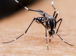 Ostrzeżenie przed komarami: Najbardziej śmiercionośne stworzenia na świecie