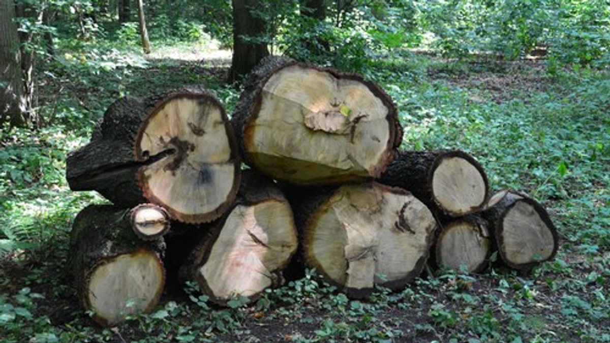 Pronašao metalnu cev u drvetu, a ispostavilo se da je istorijski artefakt vredan 75.000 evra