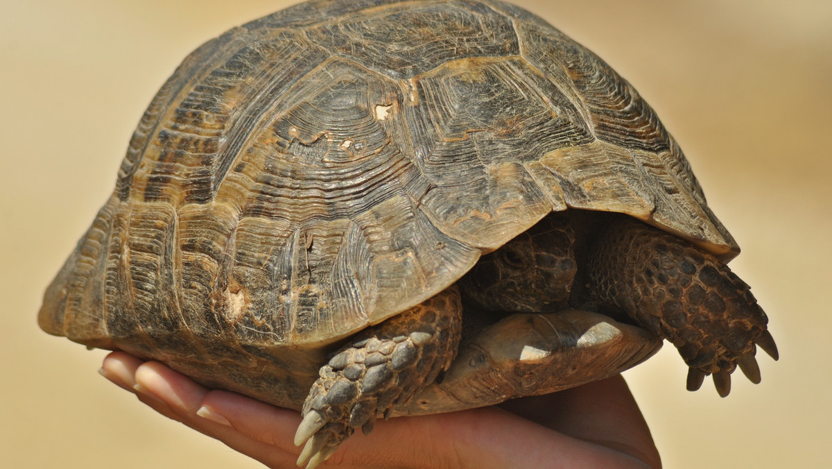 Koronawirus Włochy. Kobieta ukarana za spacer z żółwiem