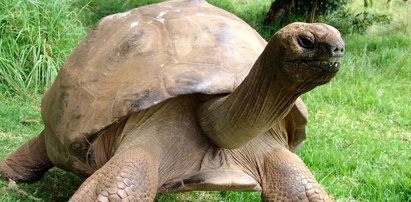 Ten żółw ma 182 lata!