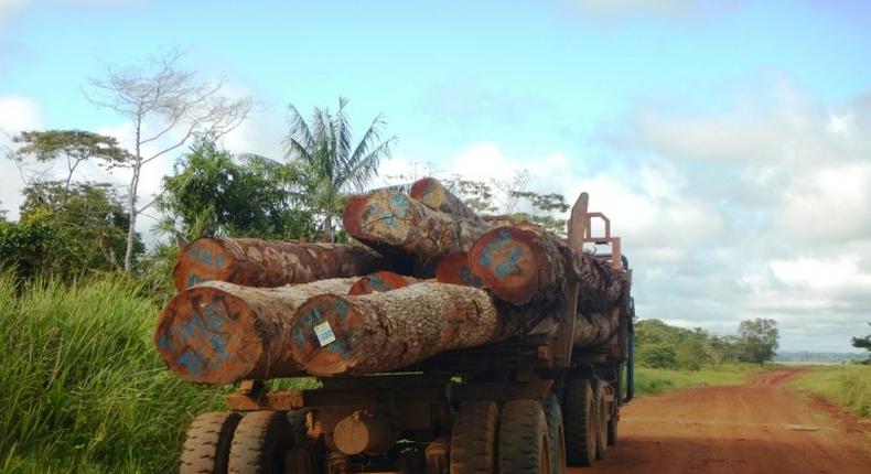 This undated handout photo released on August 1, 2017 by the enviromental watchdog Global Witness shows trees illegally logged in the back of a truck on New Hanover Island, part of the Bismarck Archipelago of Papua New Guinea