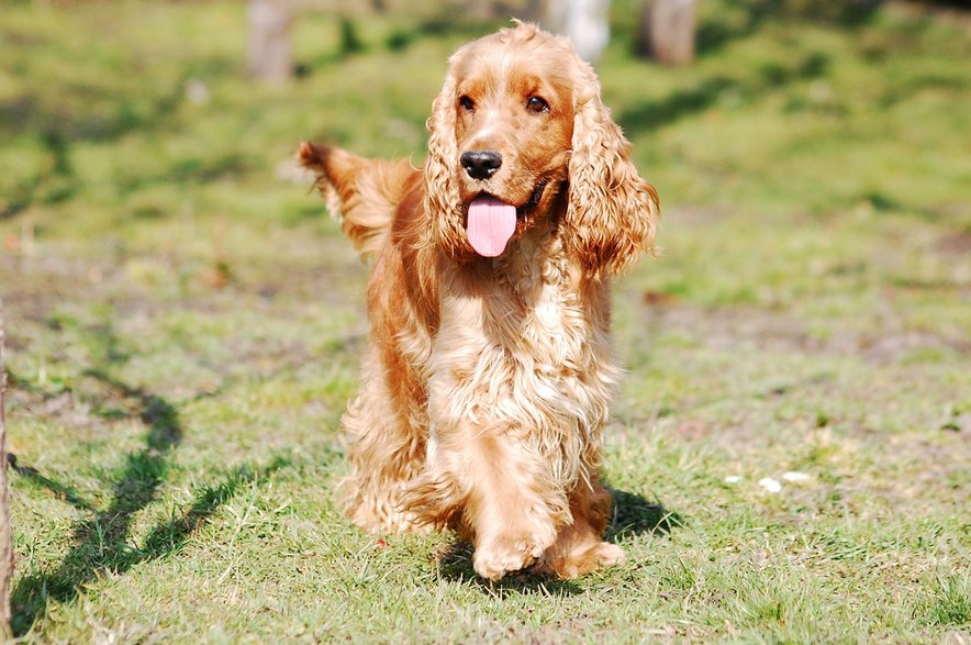 Psy rasy cocker spaniel mają predyspozycje do infekcji uszu - Katrina_S/pixabay.com