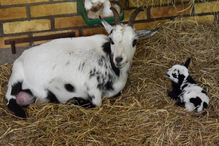 Narodziny kozich bliźniąt w poznańskim Zoo