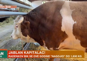 Bik Jablan