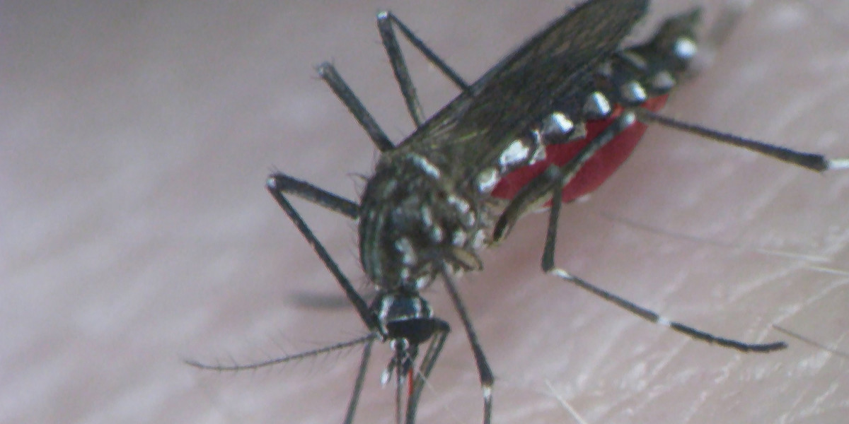 Aedes Aegypt