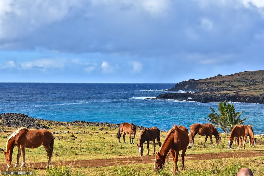 Dzikie konie na Rapa Nui / Wyspie Wielkanocnej