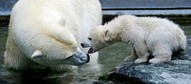 NIEMCY ZOO NIEDŹWIADEK POLARNY