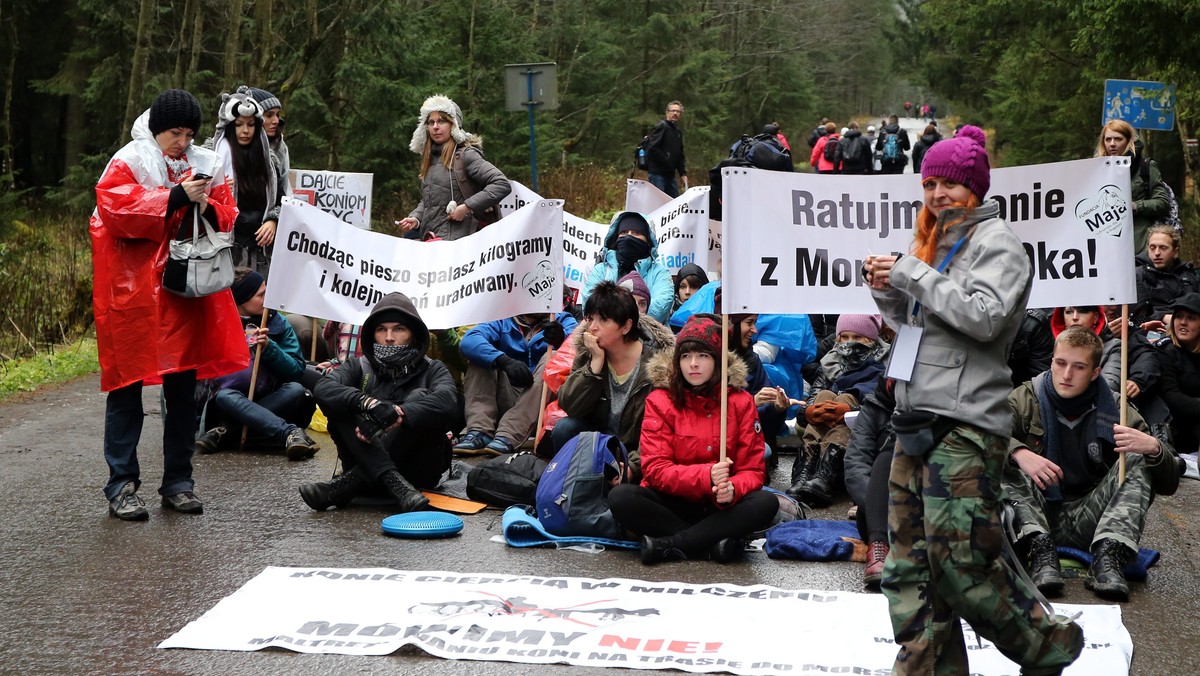 Przedstawiciele organizacji broniących praw zwierząt wystosowali oświadczenie po niedzielnych zajściach na drodze do Morskiego Oka. "Jesteśmy zbulwersowani brutalnym zachowaniem fiakrów" - napisali na wstępie.