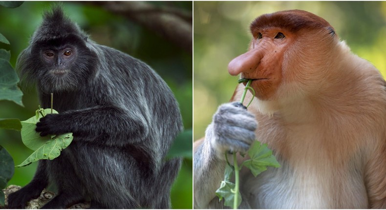 A silvery langur, left, and a proboscis monkey, right.