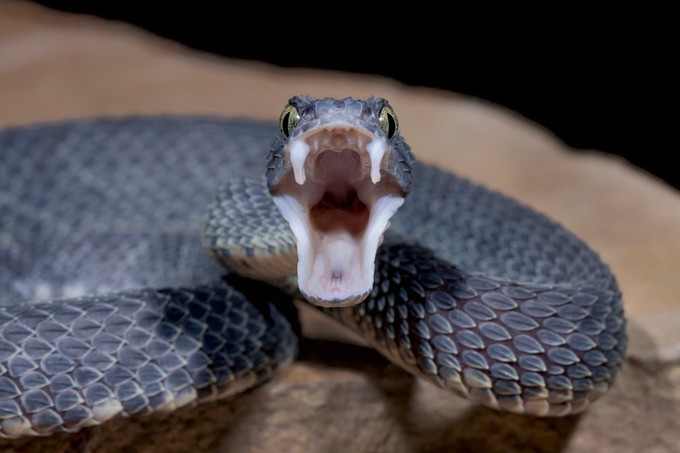 Hasnyálmirigyrák: a fekete vipera mérge segíthet a kezelésben