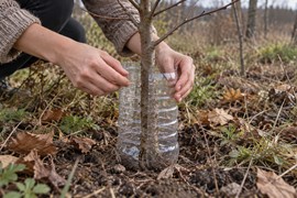Zašto voćari sada oblažu mlade stabljike plastičnom flašom