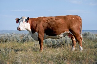 W 2010 roku będzie powszechny spis rolny