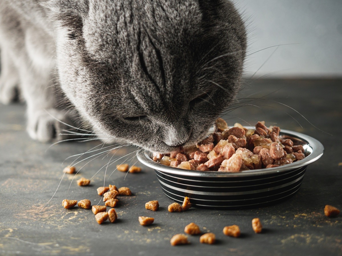 dobry, najlepszy skład karmy dla kota