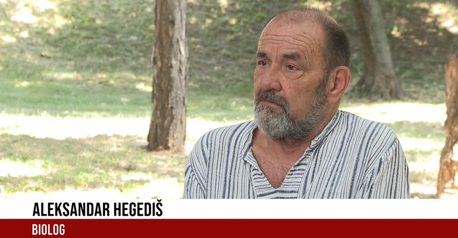 Aleksandar Hegediš