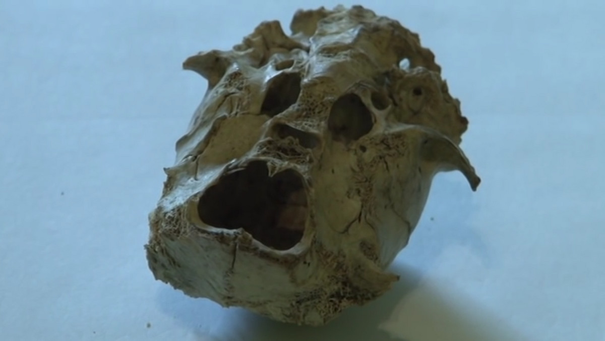 W lesie w okolicach Wałbrzycha znaleziono interesującą czaszkę. Jej wygląd jest dość demoniczny, ale prawdopodobnie należy do jednego ze współczesnych zwierząt.