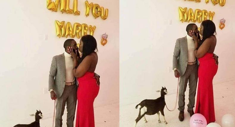 Hilarious reactions as man proposes to fiancée with goat