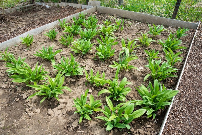 kiedy siać i zrywać czosnek niedźwiedzi