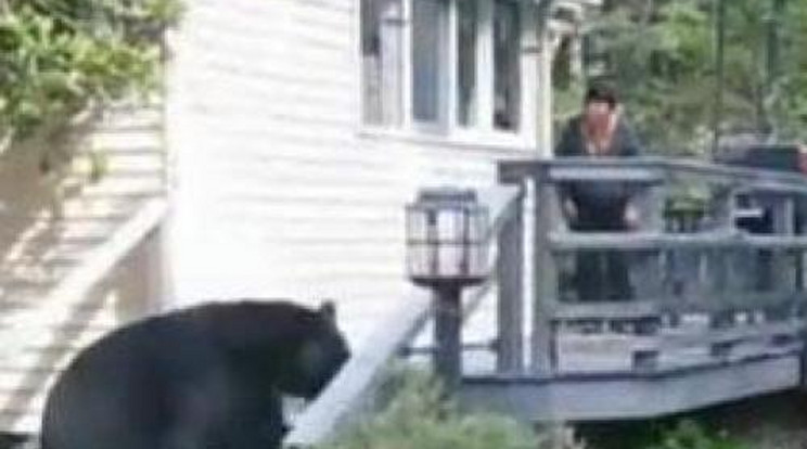 Elüldözte a hatalmas medvét a dühös feleség!