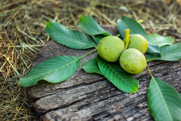 6 immunerősítő gyógynövény, amit az orosz népi gyógyászat használ