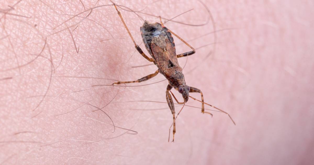 "Całujące robaki". Żerują w okolicy ust, gwałtownie się rozprzestrzeniają i są groźne