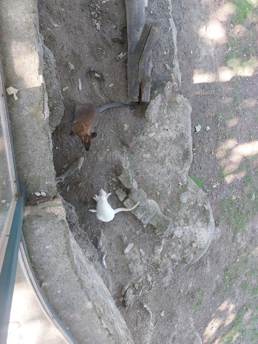 Albino kengur i njegova mama