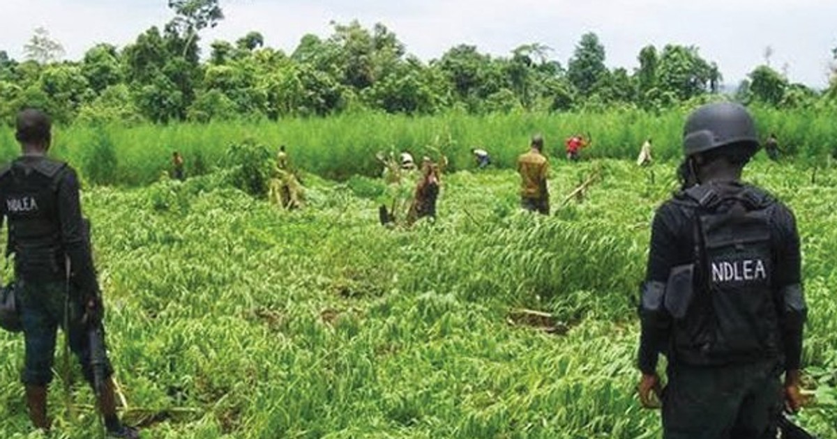 Police arrest 7 over marijuana farming in Ogun - Vimarsana News