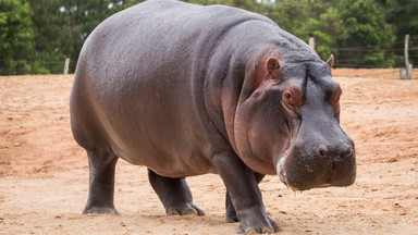 Hipopotam zaatakował turystów, pięć osób zginęło