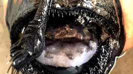 Döbbenetes látvány: fekete halszörnyet sodort partra a víz Kaliforniában – fotók