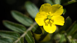 Tribulus Terrestris