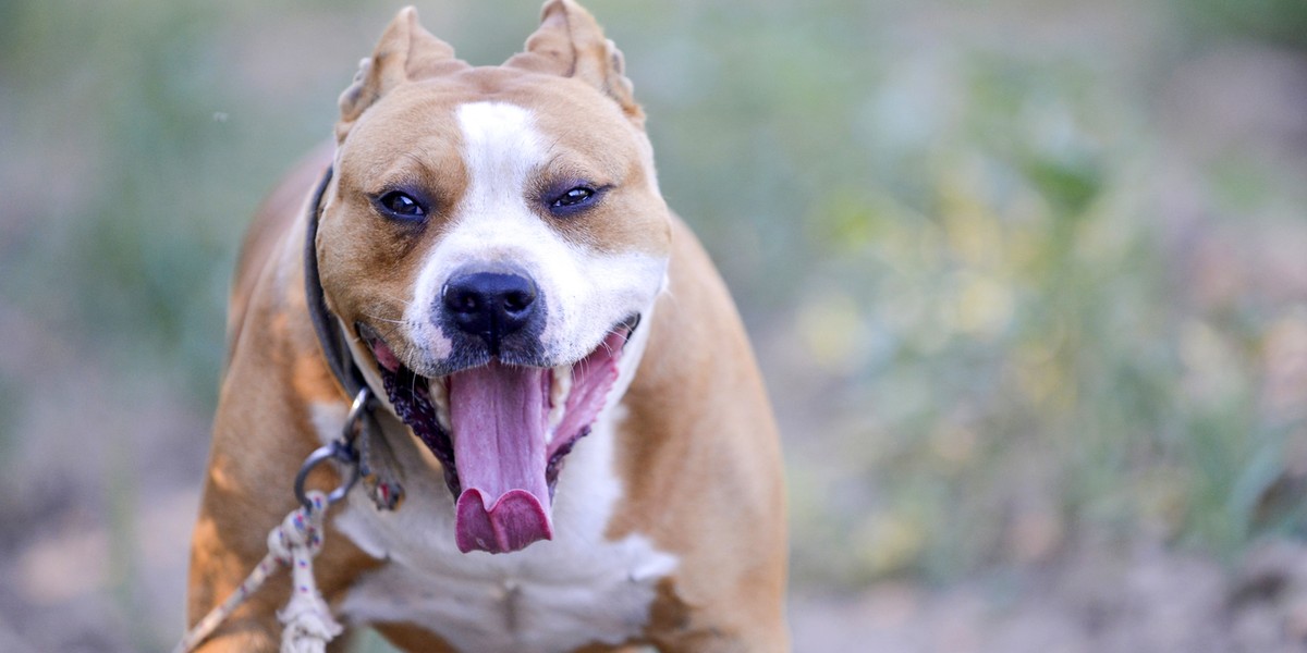 american staffordshire terrier running in nature