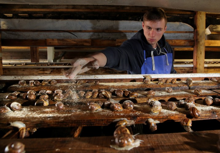 Po okresie zimowej hibernacji trzeba ślimaki obudzić, zapewniając im ciepło i wilgoć, by zaczęły się rozmnażać.
<br><br>fot. (tw/mr) PAP/Tomasz Waszczuk