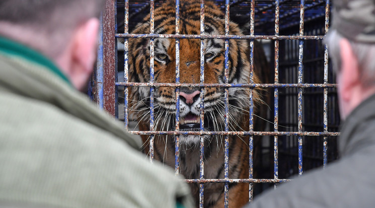 Tigris egy teherjárműben, a Fehéroroszországgal határos kelet-lengyelországi Koroszczynnál levő átkelőhelyen / Fotó: MTI/PAP/Wojtek Jargilo