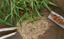 Marihuana zwiększa ryzyko schizofrenii