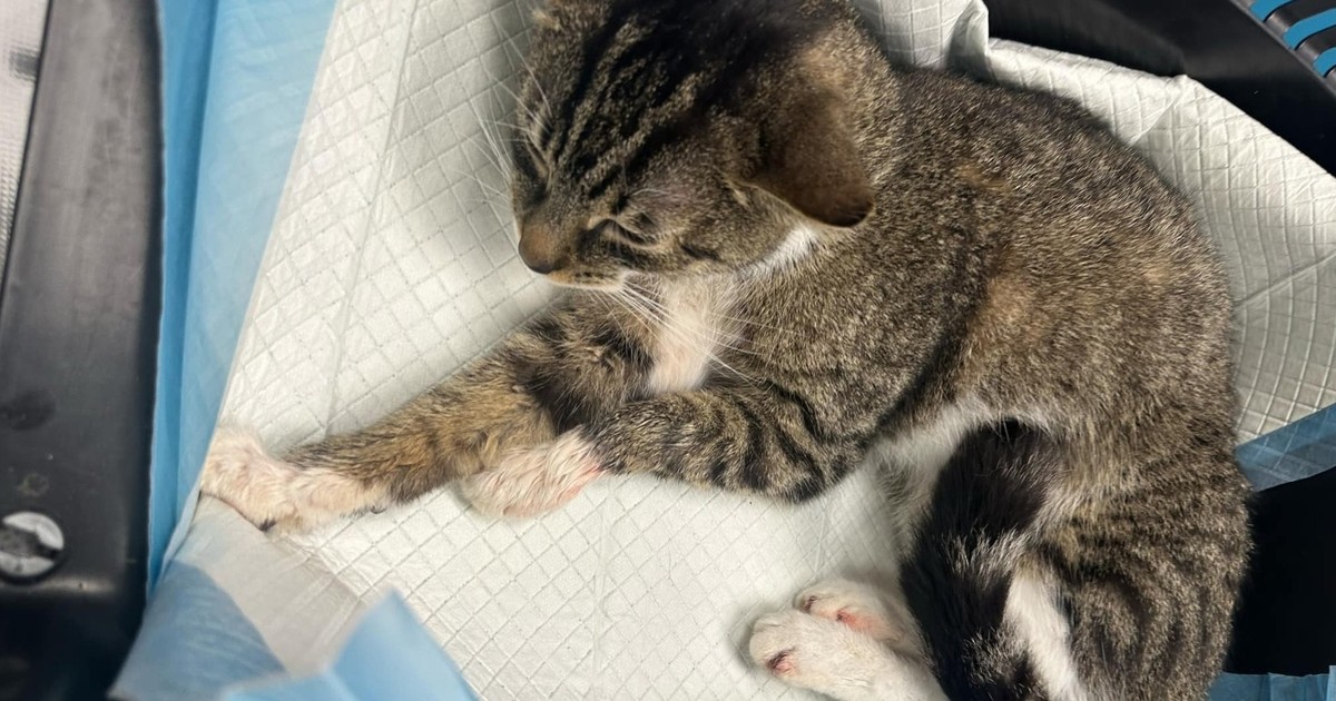 19-latek skatował kota w Toruniu. Sąd nie miał dla niego litości. Więzienie to nie wszystko