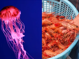 Ocieplenie oceanów i zmieniające się prądy morskie zagrażają produkcji m.in. krewetek, za to sprzyjają namnażaniu meduz
