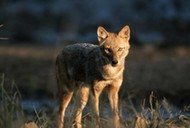 Golden Jackal