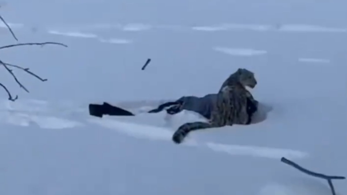 Ženu napao snežni leopard