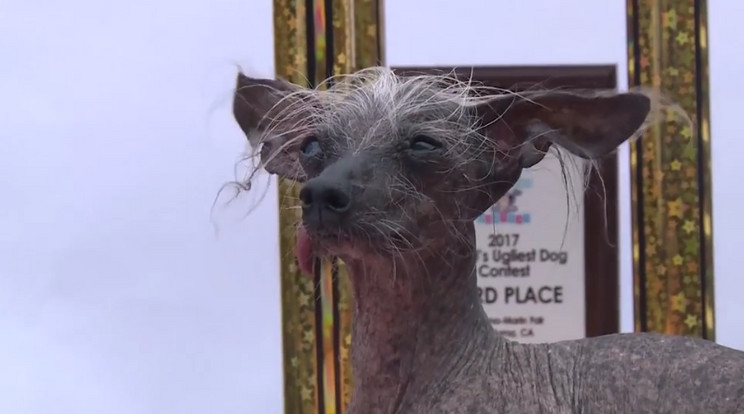 Elhunyt a világ legrondább kutyája Chase / Fotó: Wales Online