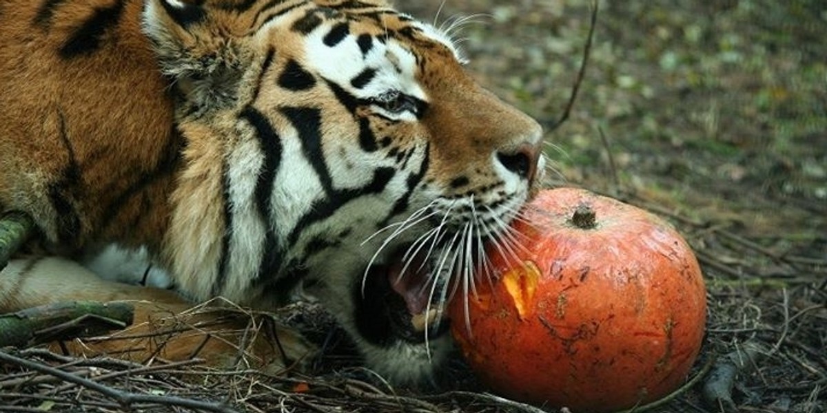 Radny Michał Grześ pyta o los zwierząt z poznańskiego ogrodu zoologicznego