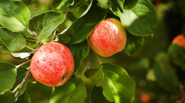Kitör az országos almapánik?