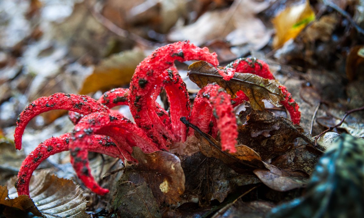 Egzotyczny grzyb w polskich lasach. Zadziwia wyglądem