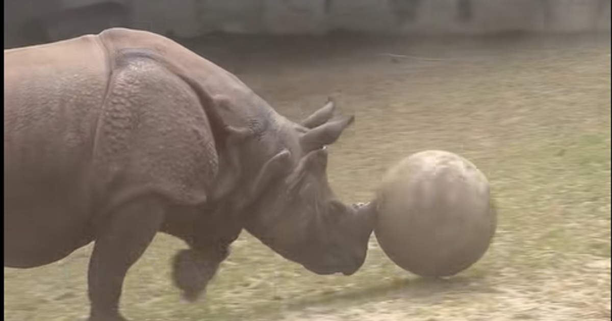 Wyrasta na nową gwiazdę zoo