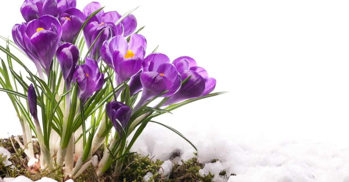 Wiosenna pogoda zawita do Polski! Nasz kraj znajdzie się pod wpływem potężnego wyżu. Kiedy?